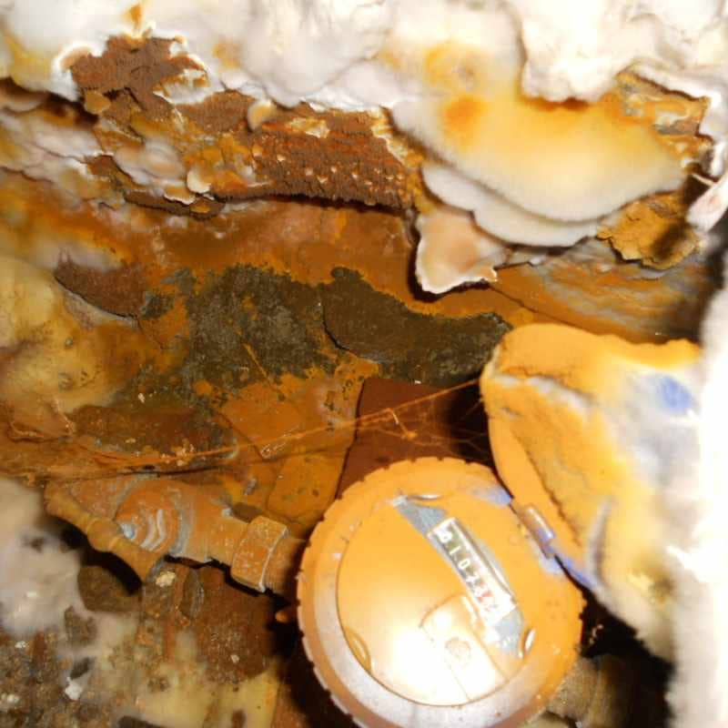 Mérule (Serpula lacrymans) : mycélium blanc cotonneux et fructifications orangées se développant sur le bois et la maçonnerie